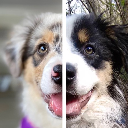 Instagram网红推荐：美国200多万粉丝的宠物达人博主