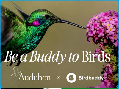 海外观鸟经济爆发!智能喂鸟器撬动千亿市场