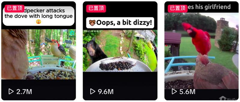 海外观鸟经济爆发！智能喂鸟器撬动千亿市场