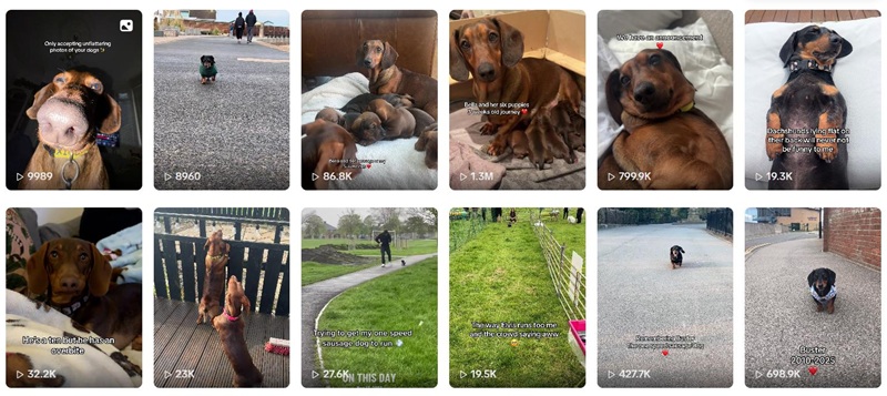 TikTok网红推荐：英国65万粉腊肠犬宠物达人频道内容