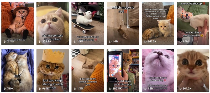 TikTok网红推荐:美国宠物猫咪类海外网红频道内容