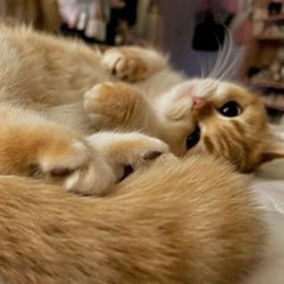 TikTok网红推荐:美国宠物猫咪类海外网红适合带货猫咪用品